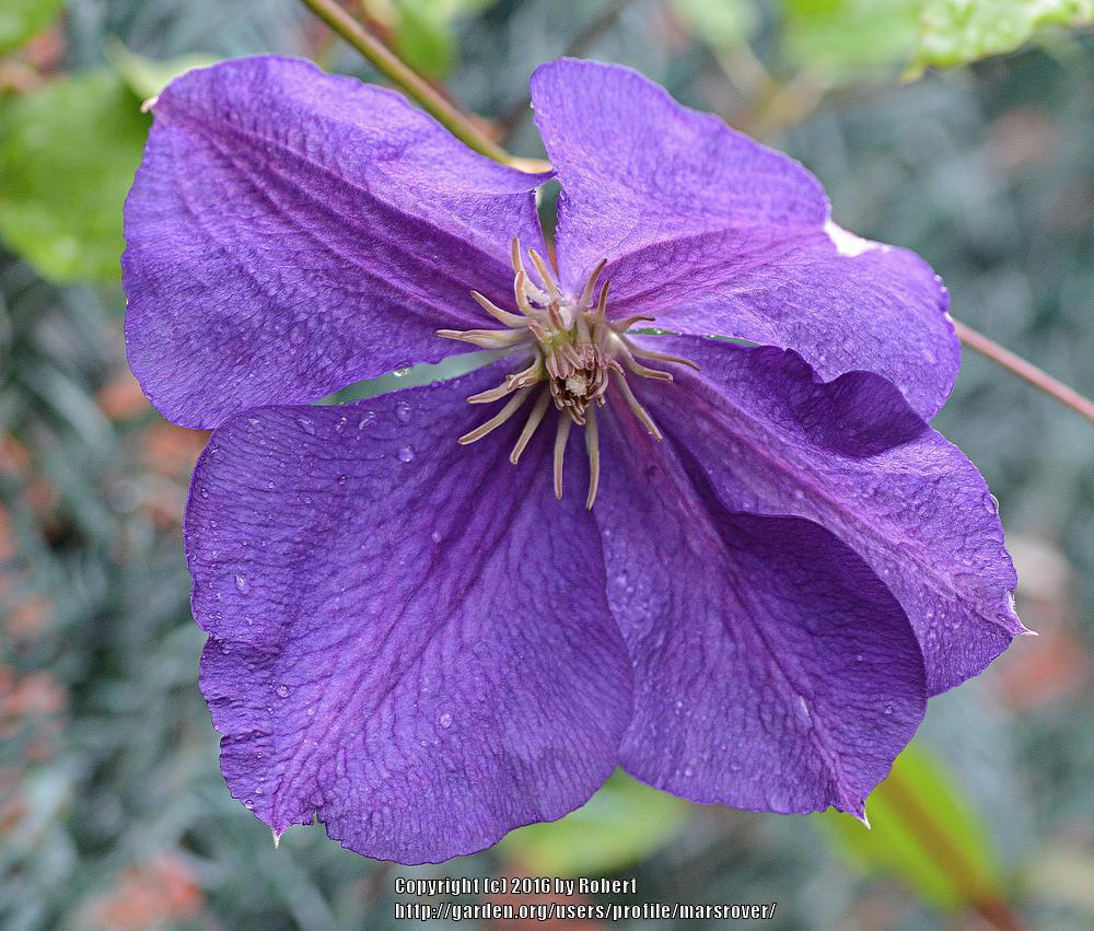 Photo of Clematis 'Jackmanii' uploaded by marsrover