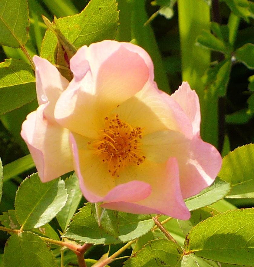 Photo of Rose (Rosa 'Alexandra Rose') uploaded by HemNorth