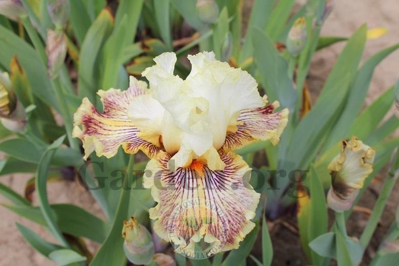 Photo of Tall Bearded Iris (Iris 'Insaniac') uploaded by HighdesertNiki