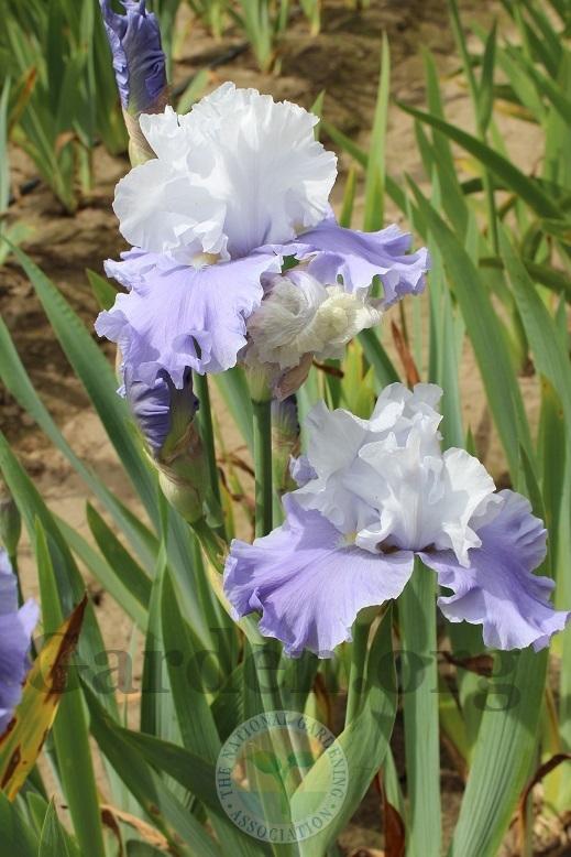 Photo of Tall Bearded Iris (Iris 'Island Breeze') uploaded by HighdesertNiki
