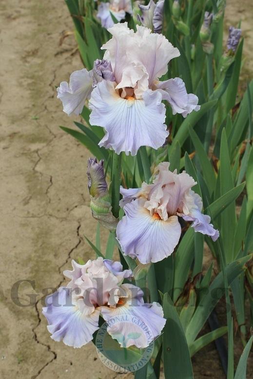 Photo of Tall Bearded Iris (Iris 'I Hope You Dance') uploaded by HighdesertNiki