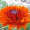 Calendula 'Prince Orange' bloom
