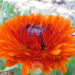 Location: My Garden - Delphi, Indiana
Date: 11/9/16
Calendula 'Prince Orange' bloom