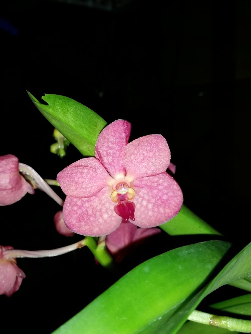 Photo of Orchid (Vanda John De Biase) uploaded by cybrczch