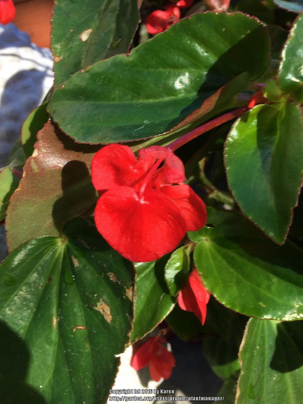 Photo of Dragon Wing Begonia (Begonia Dragon Wing® Red) uploaded by plantmanager