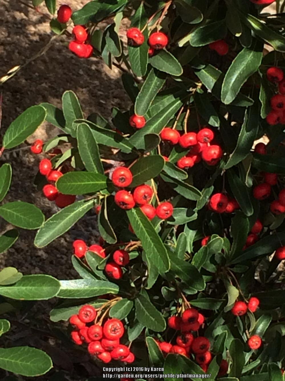 Photo of Firethorn (Pyracantha coccinea) uploaded by plantmanager