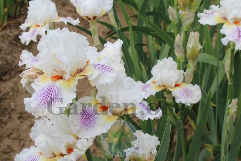 Photo of Tall Bearded Iris (Iris 'Kissable You') uploaded by HighdesertNiki