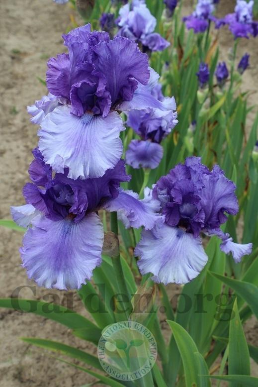 Photo of Tall Bearded Iris (Iris 'Living Your Dream') uploaded by HighdesertNiki