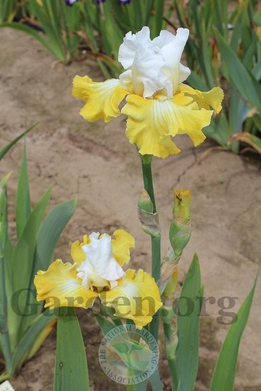 Photo of Tall Bearded Iris (Iris 'Joviality') uploaded by HighdesertNiki