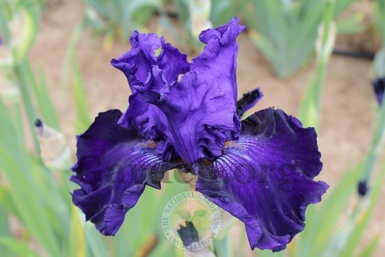 Photo of Tall Bearded Iris (Iris 'Lachlan Macquarie') uploaded by HighdesertNiki