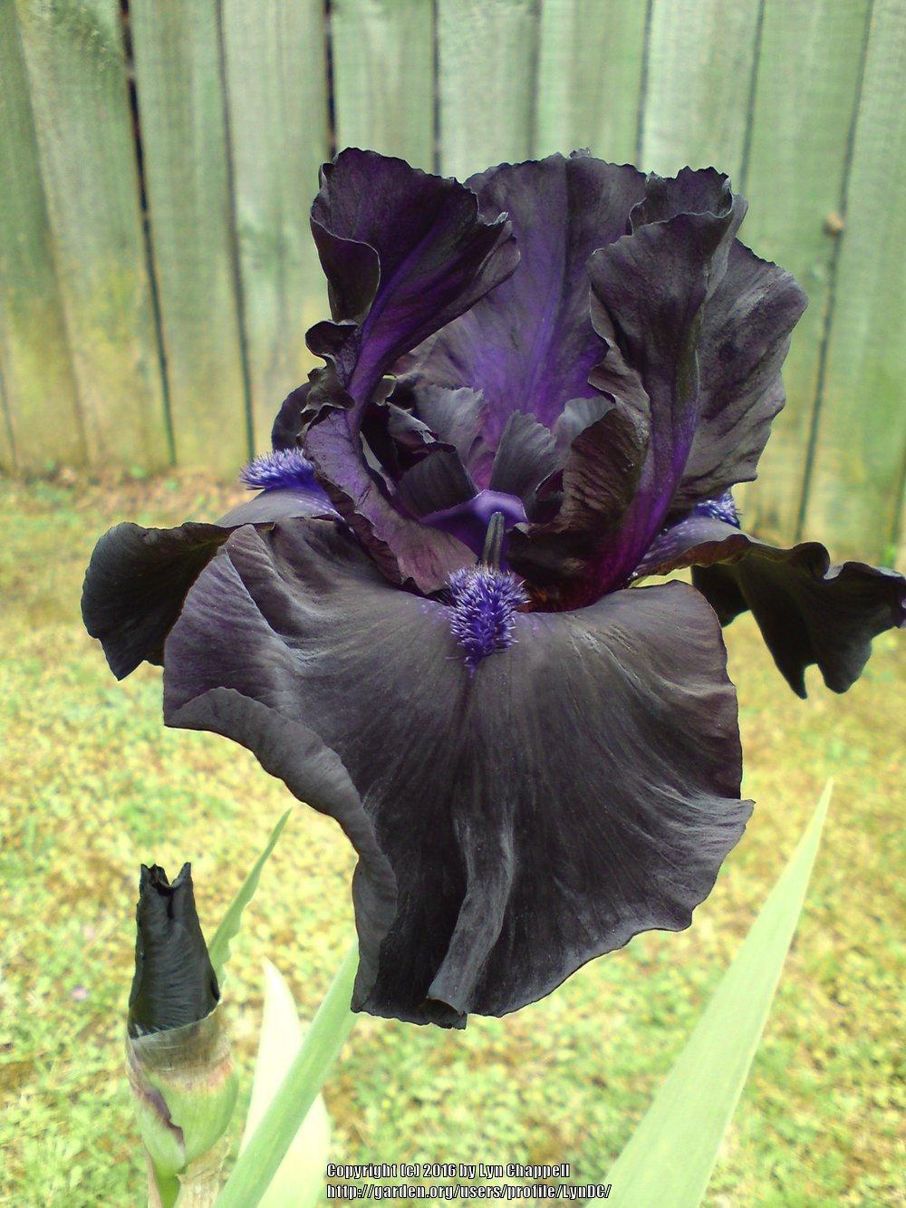 Photo of Tall Bearded Iris (Iris 'Midnight Oil') uploaded by LynDC