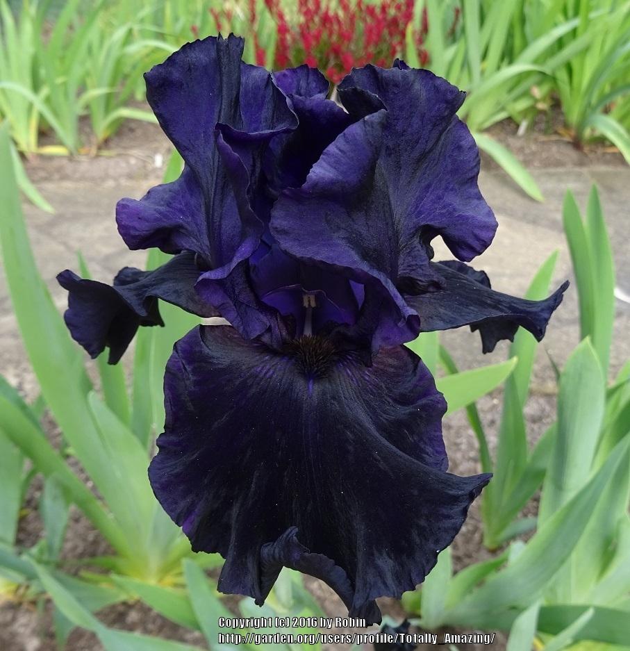 Photo of Tall Bearded Iris (Iris 'Dark Passion') uploaded by Totally_Amazing