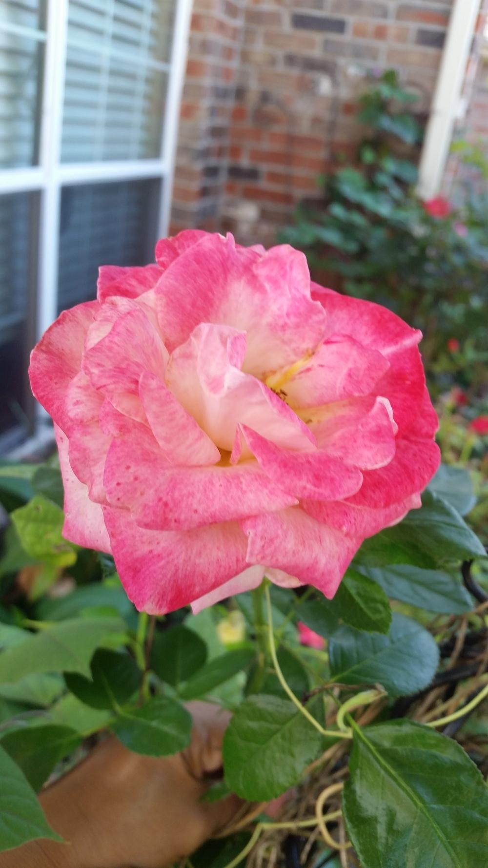 Photo of Rose (Rosa 'Dick Clark') uploaded by javaMom