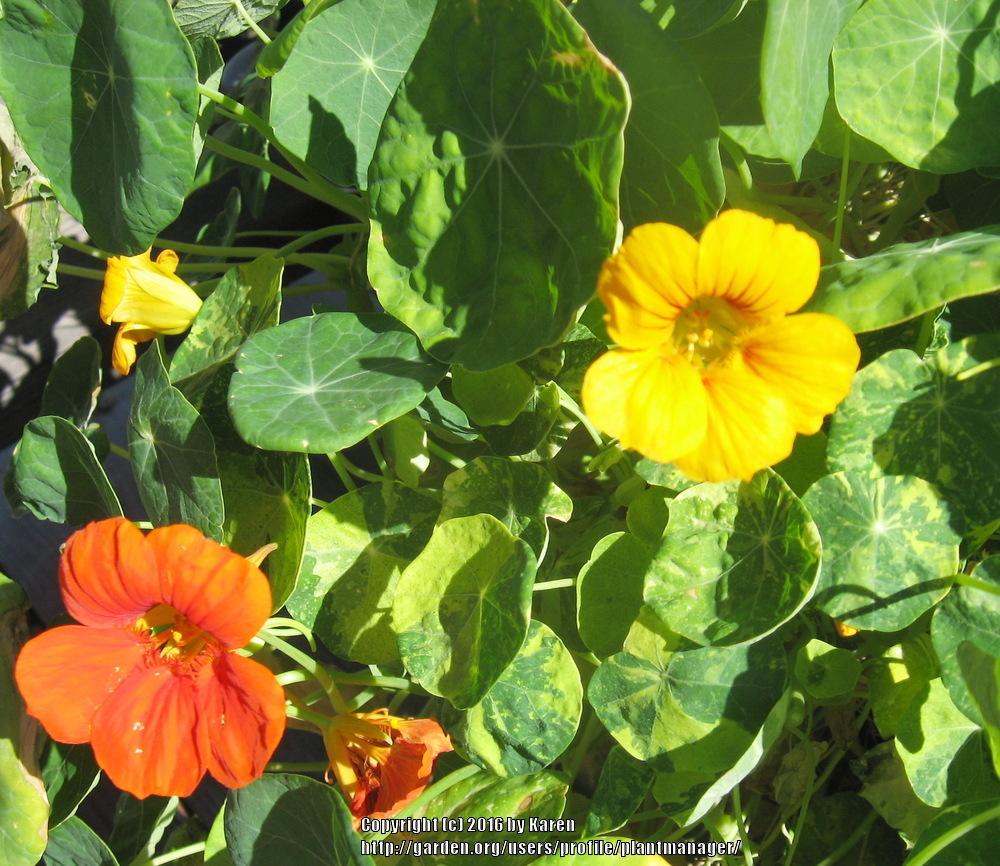 Photo of Garden Nasturtium (Tropaeolum majus 'Jewel Mix') uploaded by plantmanager