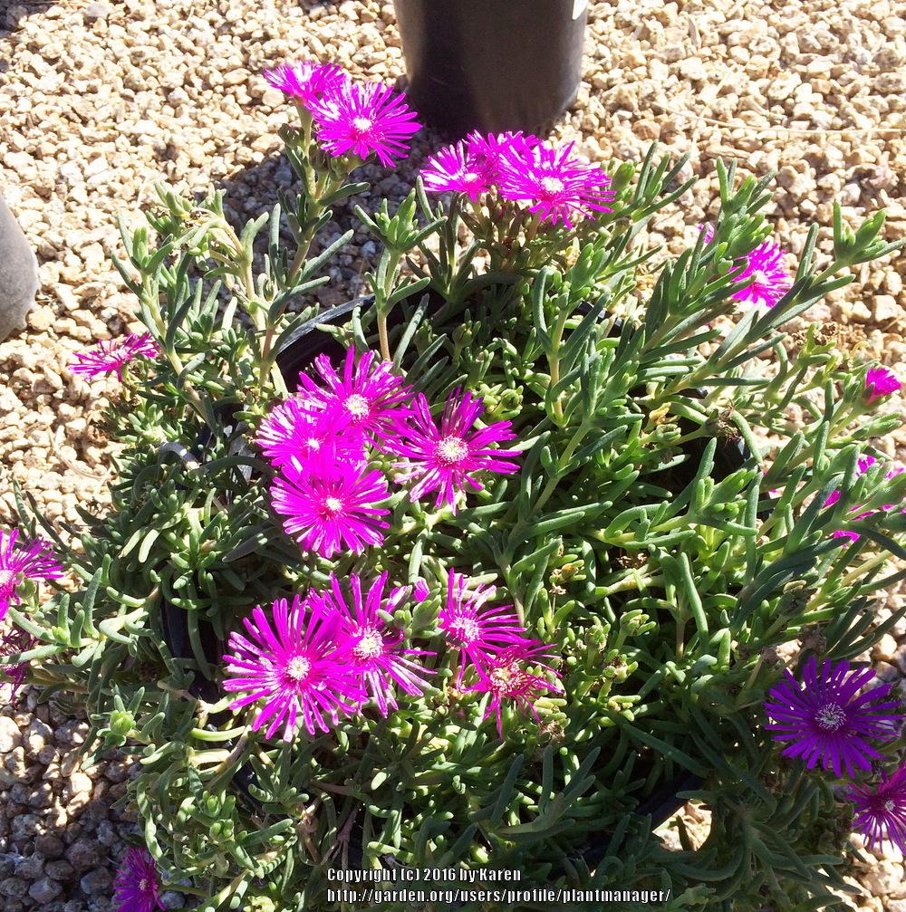 Photo of Ice Plant (Delosperma cooperi) uploaded by plantmanager