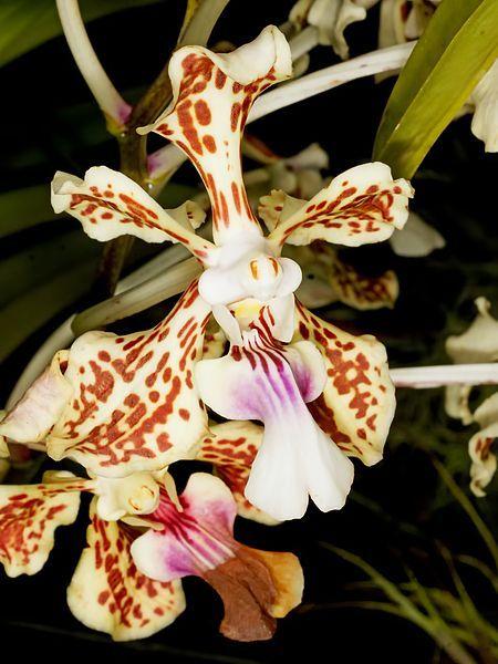 Photo of Orchid (Vanda tricolor) uploaded by robertduval14