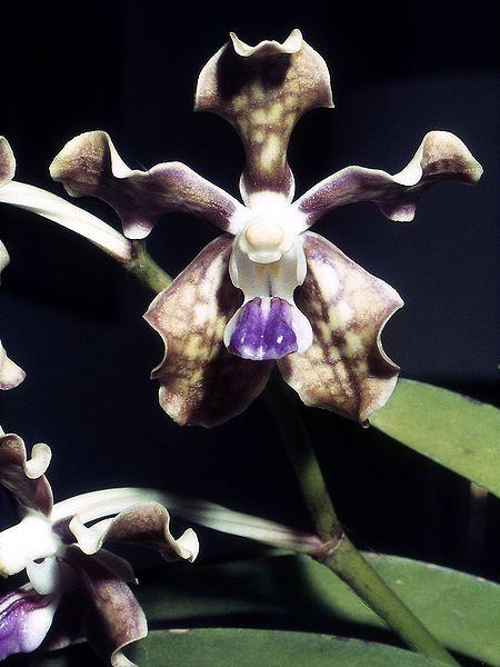 Photo of Orchid (Vanda tessellata) uploaded by robertduval14