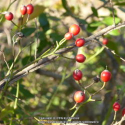 Location: Northeastern, Texas
Date: 2016-10-30
Rose hips