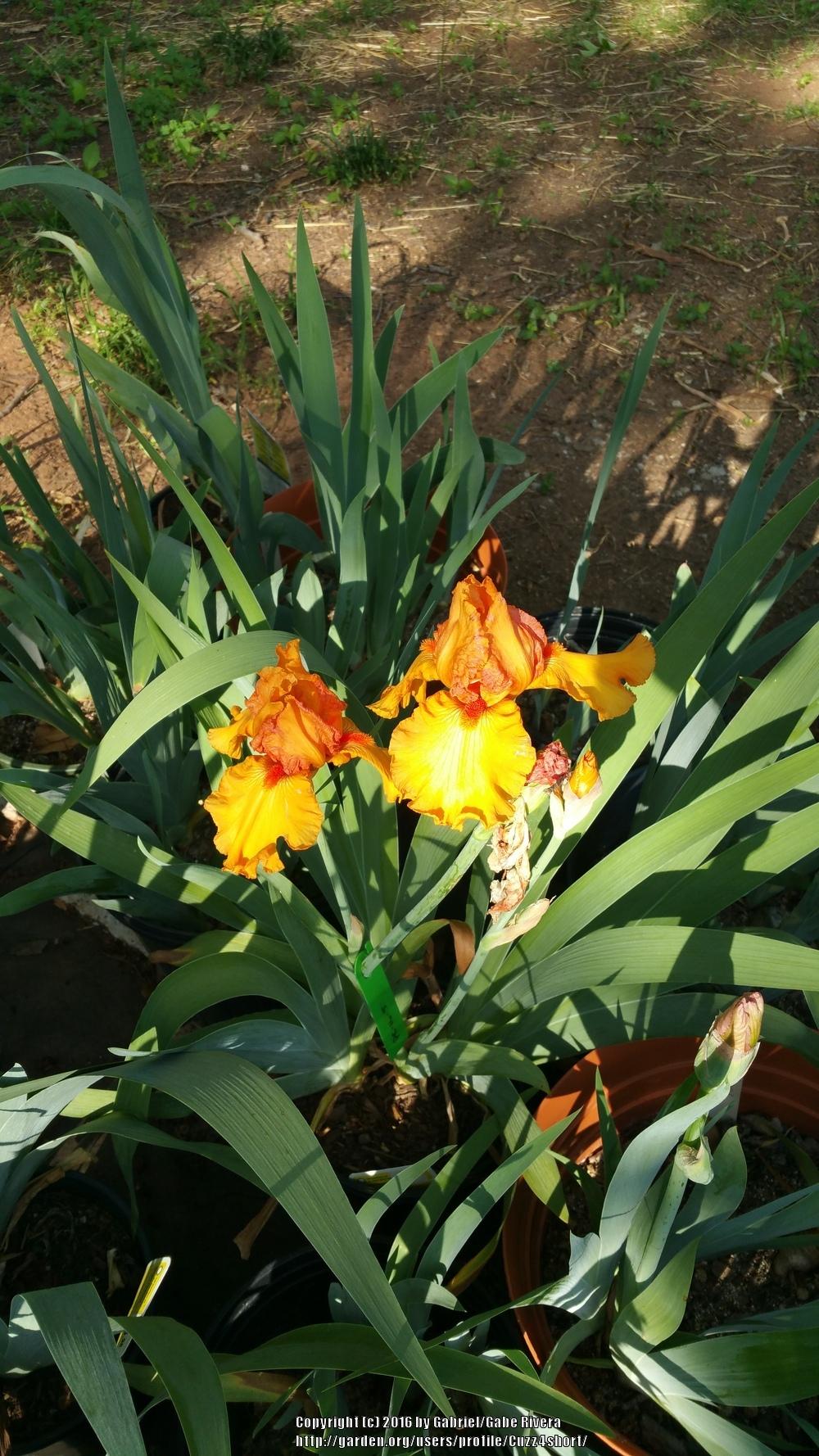 Photo of Tall Bearded Iris (Iris 'Savannah Sunset') uploaded by Cuzz4short