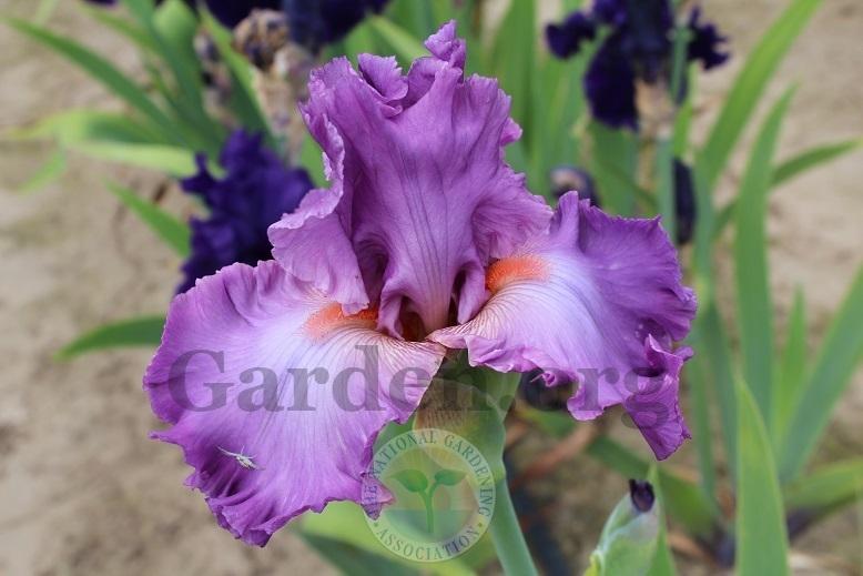 Photo of Tall Bearded Iris (Iris 'Magnanimous') uploaded by HighdesertNiki