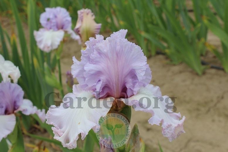 Photo of Tall Bearded Iris (Iris 'Magical Moment') uploaded by HighdesertNiki
