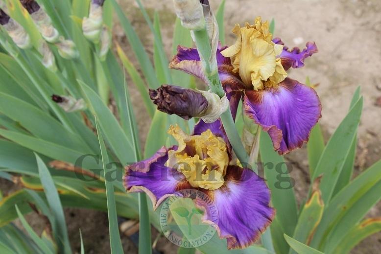 Photo of Tall Bearded Iris (Iris 'Men Are From Mars') uploaded by HighdesertNiki