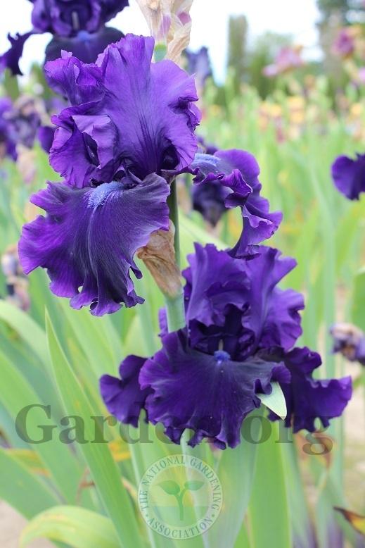 Photo of Tall Bearded Iris (Iris 'Magnificent Masterpiece') uploaded by HighdesertNiki