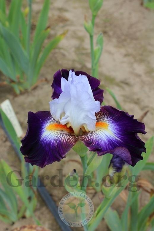 Photo of Tall Bearded Iris (Iris 'Mindful') uploaded by HighdesertNiki