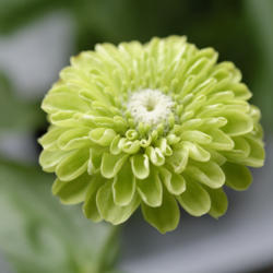 Location: Indoor garden
Date: Spring 2014
My favorite green zinnia variety - white center