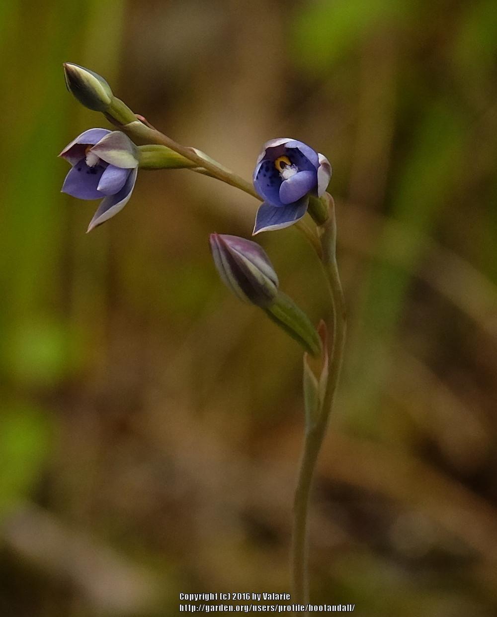 Photo of Orchid (Thelymitra nervosa) uploaded by bootandall