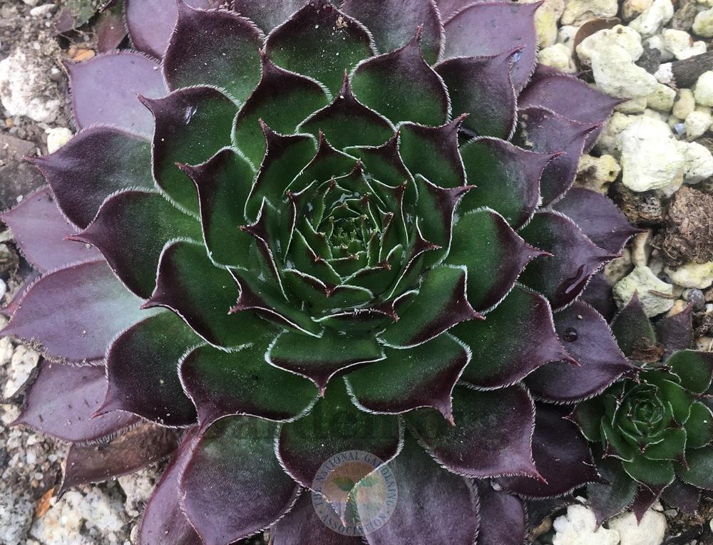 Photo of Hen and Chicks (Sempervivum 'Lord Morton') uploaded by springcolor