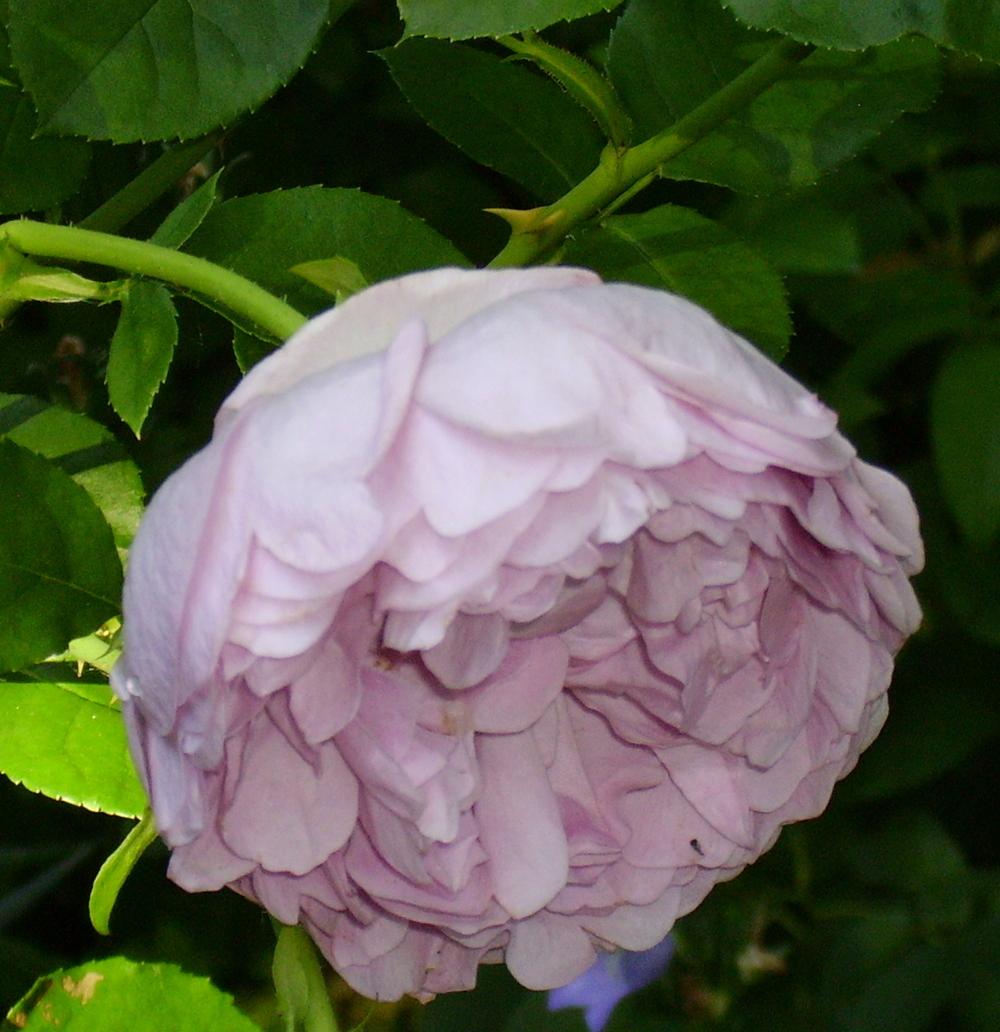 Photo of Rose (Rosa 'Madame Pierre Oger') uploaded by HemNorth