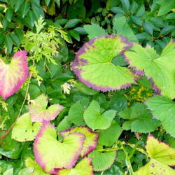 Location: Riverview, Robson, B.C.
Date: 2011-10-13
 2:36 pm. October brings colour as the green pigment retreats fro
