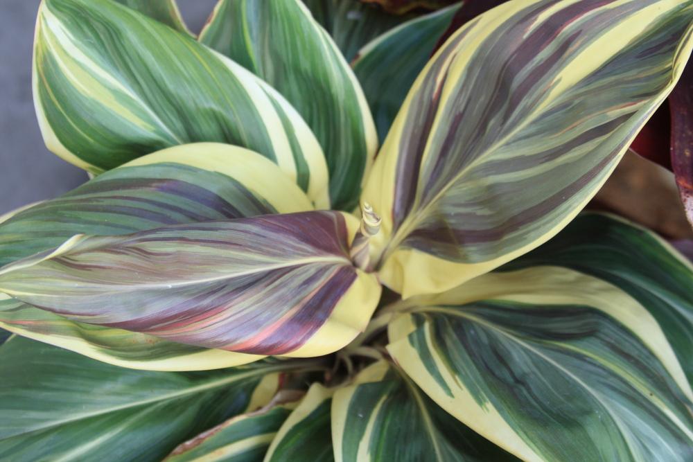 Photo of Hawaiian Ti Plant (Cordyline fruticosa 'Miss Andrea') uploaded by ScotTi