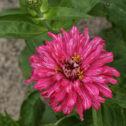 Location: My South zinnia garden
Date: May 2014
Some Whirligigs have a marbled color pattern on their petals