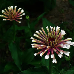 Location: My South zinnia garden
Date: May 2014
Some Whirligigs look like fireworks in the evening