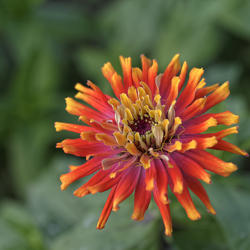 Location: My South zinnia garden
Date: September 2014
Some Whirligigs have 3 colors on each petal.