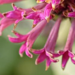 Location: My North zinnia garden
Date: July 2014
Razzle Dazzle "petals" are actually extended pollen florets