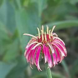 Location: My South zinnia garden
Date: May 2014
Some Whirligigs have unusual flower forms