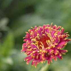 Location: My North zinnia garden
Date: July 2014
The Razzle Dazzle florets can be rather closely packed