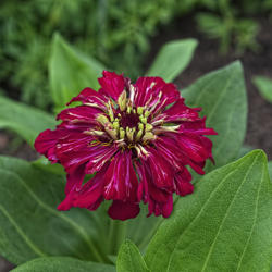 Location: My South zinnia garden
Date: May 2014
Some Whirligigs have a marbled color pattern on their petals