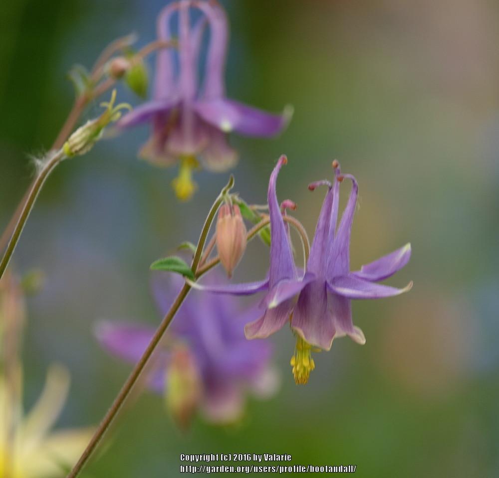 Photo of Columbines (Aquilegia) uploaded by bootandall