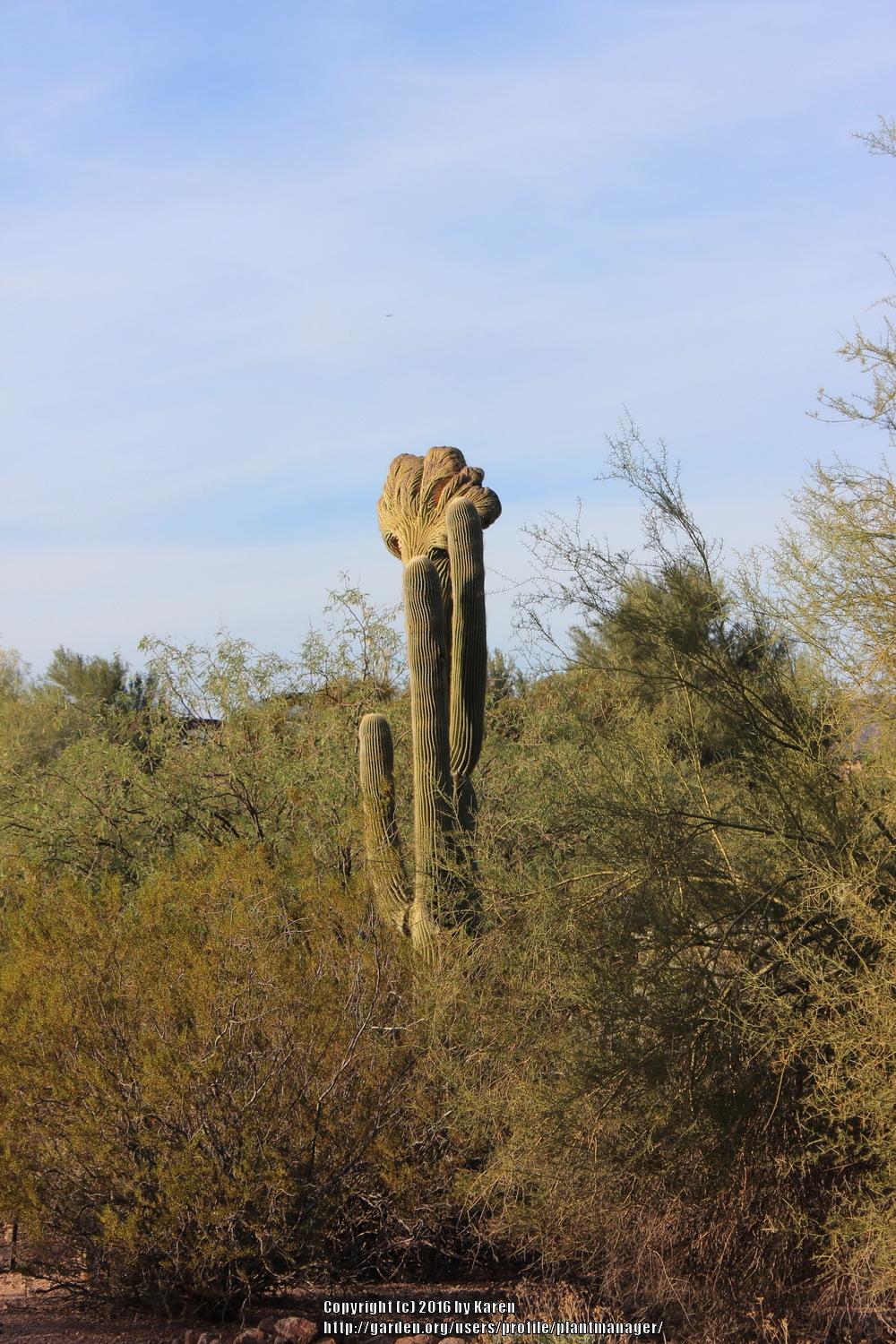 Photo of Crested Saguaro (Carnegiea gigantea 'Cristata') uploaded by plantmanager