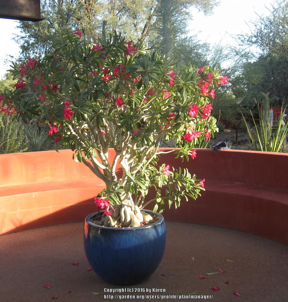 Photo of Adeniums (Adenium) uploaded by plantmanager