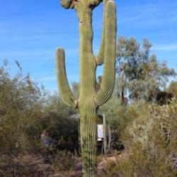 Location: Desert Botanical Garden, Phoenix, Arizona
Date: 2016-11-12