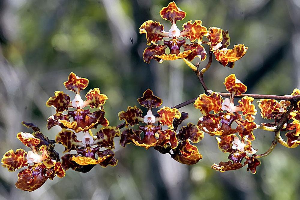 Photo of Mule-Ear Orchid (Trichocentrum undulatum) uploaded by robertduval14