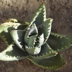 Location: Southern Nevada
Date: 2016-11-13
Aloe brevifolia (crocodile plant)
