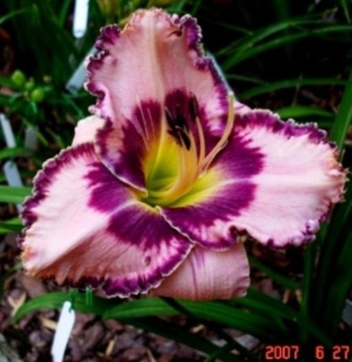 Photo of Daylily (Hemerocallis 'The Flower Formerly Known As Griff') uploaded by Sscape