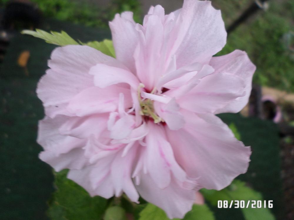 Photo of Althea (Hibiscus syriacus Pink Chiffon™) uploaded by jenwhiddon