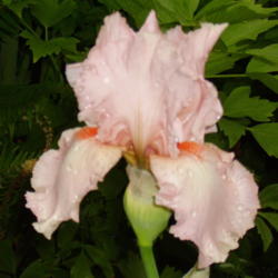 Location: Riverview, Robson, B.C.
Date: 2006-06-02
 6:07 pm. In the evening, after a fresh rain, this Iris positivel
